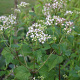 Eupatorium rugosum GM P9 BIO