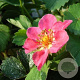 Fragaria 'Stickbolwi' GM P9