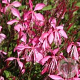Gaura l. 'Tutti Frutti' GM P9