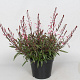 Gaura l. Cherry Brandy GM P9