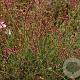 Gaura l. Cherry Brandy GM P9