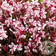 Gaura l. Gaudi Pink GM P9