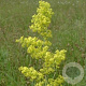 Galium verum GM P9