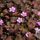 Geranium 'Bob's Blunder' GM P9