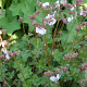 Geranium cant. 'Harz' GM P9