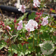 Geranium cant. 'Harz' GM P9