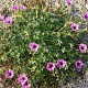 Geranium cin. 'Laurence Flatman' GM P9