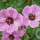 Geranium cin. 'Laurence Flatman' GM P9