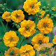 Geum chiloense 'Lady Stratheden' GM P9