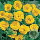 Geum chiloense 'Lady Stratheden' GM P9 BIO