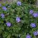 Geranium himalayense 'Baby Blue' GM P9