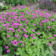 Geranium 'JS Matu Vu' GM P9