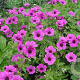 Geranium 'JS Matu Vu' GM P9