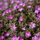 Geranium Orkney Cherry GM P9
