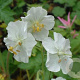 Geranium ph. 'Album' GM P9