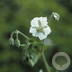 Geranium ph. 'Album' GM P9
