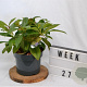 Viburnum davidii 40-50 cm 5,0L