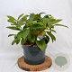 Viburnum davidii 40-50 cm 5,0L