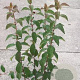 Viburnum farreri 80-100 cm met kluit