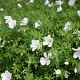 Geranium sang. 'Album' GM P9