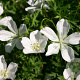 Geranium sang. 'Album' GM P9