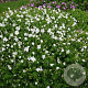 Geranium sang. 'Album' GM P9
