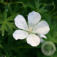 Geranium sang. 'Album' GM P9