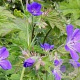 Geranium sylv. 'Birch Lilac' GM P9