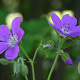 Geranium sylv. 'Mayflower' GM P9