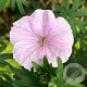 Geranium sang. 'Vision Pink' GM P9