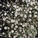 Gypsophila pan. 'Bristol Fairy' GM P9