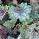 Heuchera 'Beauty Colour' GM P9