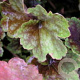 Heuchera 'Beauty Colour' GM P9