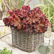 Heuchera 'Boysenberry' GM P9