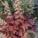 Heuchera 'Boysenberry' GM P9