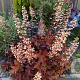 Heuchera 'Boysenberry' GM P9