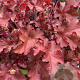 Heuchera 'Boysenberry' GM P9
