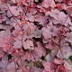 Heuchera 'Cherry Cola' GM P9