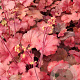 Heuchera 'Cherry Cola' GM P9