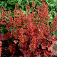 Heuchera 'Cherry Cola' GM P9 BIO