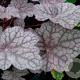 Heuchera 'Cascade Dawn' GM P9