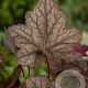 Heuchera 'Cascade Dawn' GM P9