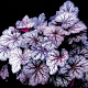 Heuchera 'Cascade Dawn' GM P9