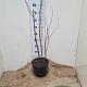 Viburnum opulus 80-100 cm 7,5L