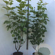 Viburnum opulus 80-100 cm 7,5L