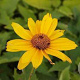 Heliopsis h. 'Venus' GM P9