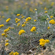 Helichrysum italicum 'Dwarf Curry' GM P9