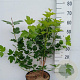 Viburnum opulus 'Roseum' 60-80 cm 10L