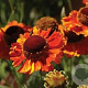 Helenium Mardi Gras GM P9 BIO