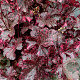 Heuchera 'Midnight Rose' GM P9